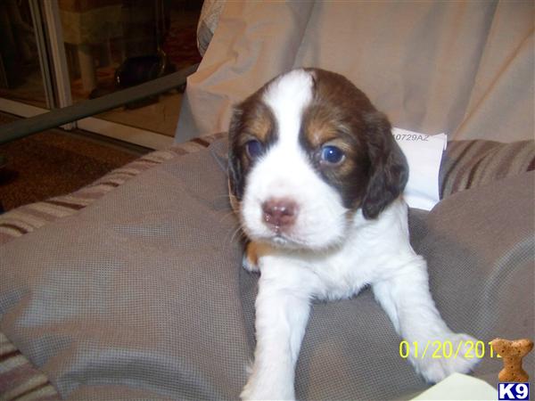 English Springer Spaniel Puppies